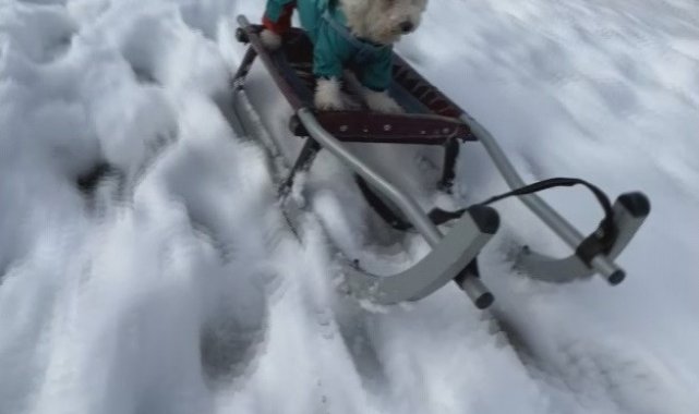 İstanbul'da köpeğin karda kayak keyfi