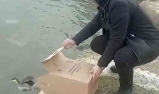 İstanbul'da tedavisi tamamlanan 'Bahri' suya bırakıldı