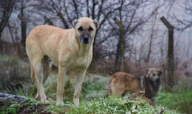 İstanbul'un köpekleri Kocaeli'de korku saçıyor