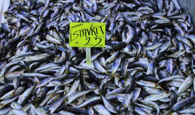 İstavrit bolluğu tezgahlara yansıdı