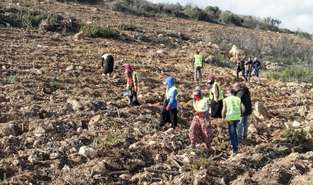 İzmir'de yanan ormanlar yeniden yeşeriyor
