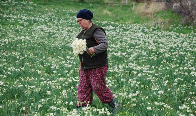 İzmir'i nergis kokusu sardı