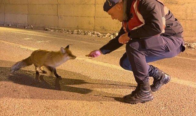 Jandarma aç kalan tilkiyi elleriyle besledi