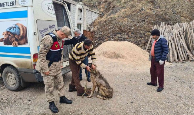 Jandarma bakıma muhtaç 8 köpeği barınağa teslim etti