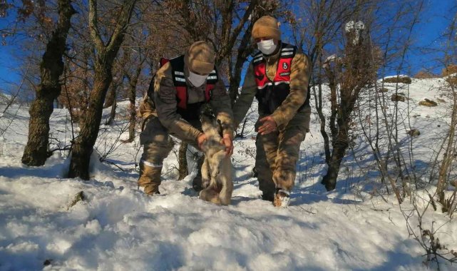 Jandarma donmak üzere olan köpeği kurtardı