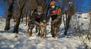 Jandarma donmak üzere olan köpeği kurtardı