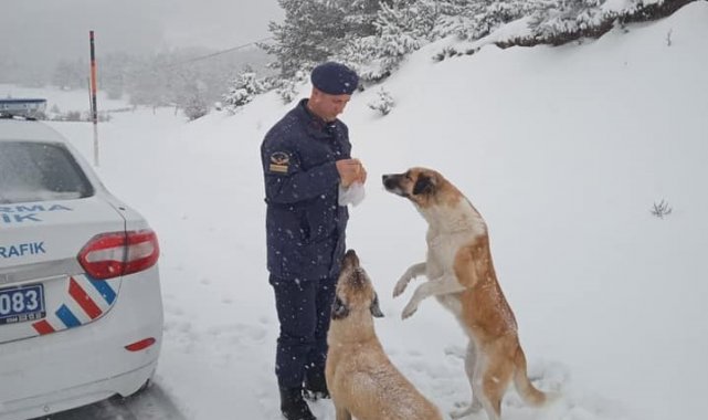 Jandarma ekipleri kumanyalarını sokak hayvanlarıyla paylaştı