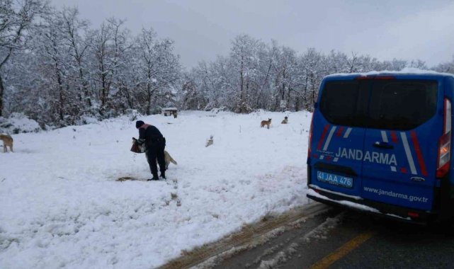 Jandarma ekipleri sokak hayvanları için doğaya mama bıraktı