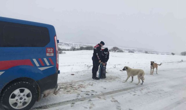 Jandarma ekipleri, sokak hayvanlarını unutmadı