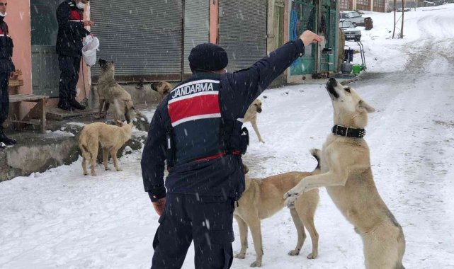 Jandarma ekipleri, sokak hayvanlarını yalnız bırakmıyor