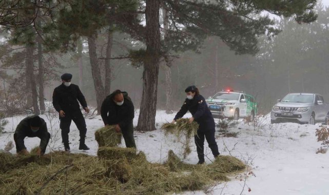 Jandarma ekipleri yaban hayvanlarına yem bıraktı