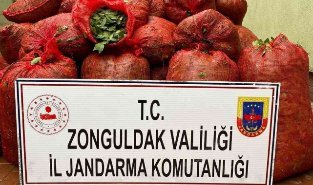 Jandarma ekiplerinde kaçak defne yaprağı operasyonu