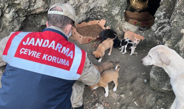 Jandarma ekiplerinden sokak hayvanlarına mama ve su desteği