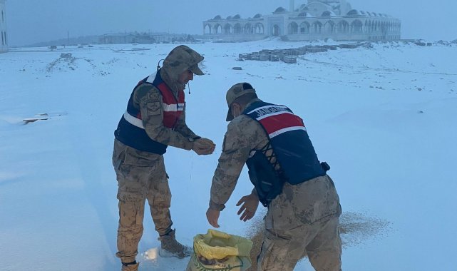 Jandarma hayvanlar için doğaya yem bıraktı