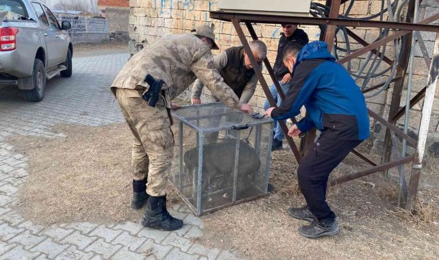Jandarma personeli tarafından başıboş bulunan pitbull barınağa götürüldü