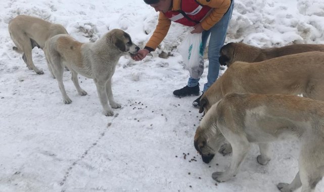 Jandarma sokak hayvanlarını unutmadı