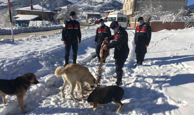 Jandarma sokak hayvanlarını unutmadı