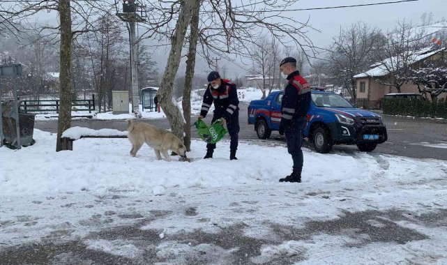 Jandarma sokak hayvanlarını unutmadı
