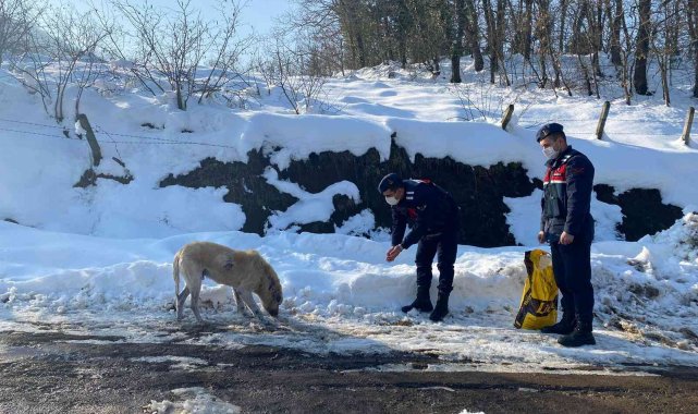Jandarma sokak hayvanlarını unutmadı