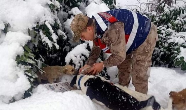 Jandarma ve polis ekipleri, sokak hayvanlarını unutmadı