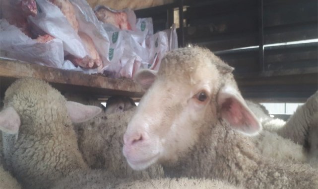 Jandarmadan belgesiz hayvan sevkine müdahale