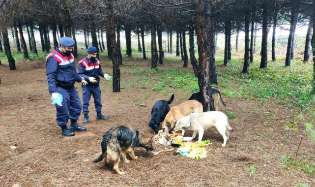 Jandarmadan sokak hayvanlarına yem