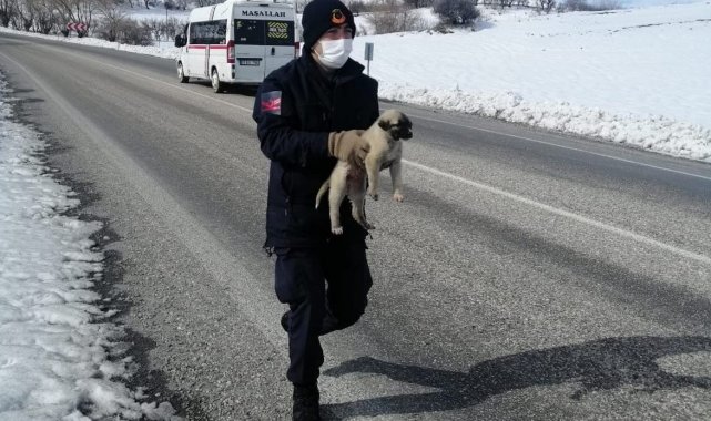 Jandarmanın bitkin halde bulduğu köpek veterinere teslim edildi
