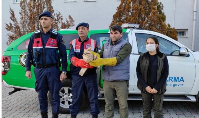 Jandarmanın bulduğu yaralı şahin koruma altına alındı