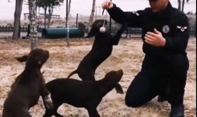 Jandarmanın görev köpekleri eğitimlerine devam ediyor