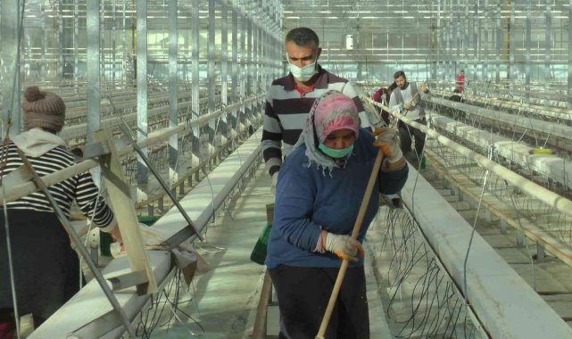 Jeotermal seralar sezona hazırlanıyor