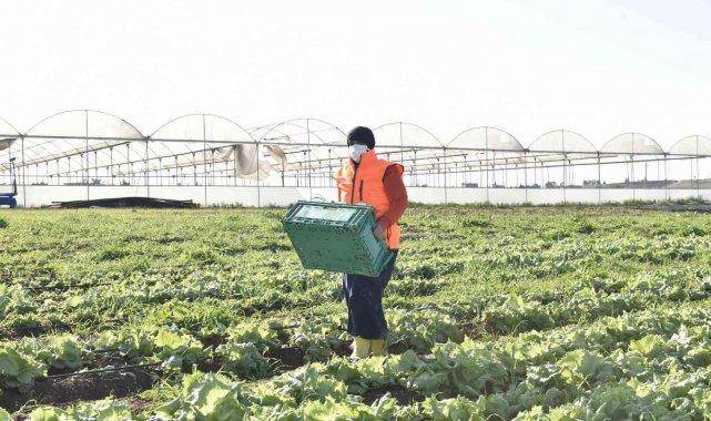 Kadınların ürettiği atom salatası market raflarında