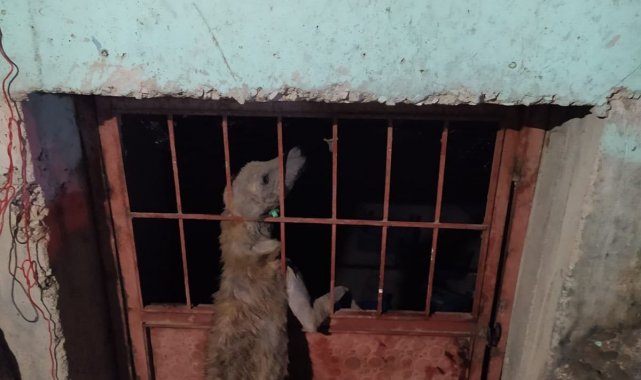 Kafası demir korkuluklara sıkışan köpek kurtarıldı