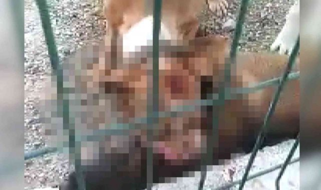 Kafesi parçalayan pitbull başka bir köpeği boğarak öldürdü