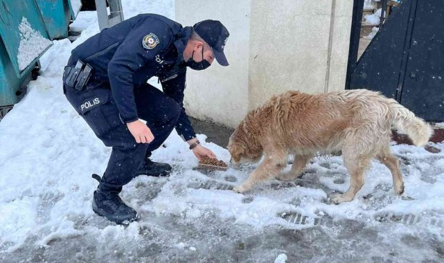 Kağıthane polisi soğuk havada sokak hayvanlarını unutmadı
