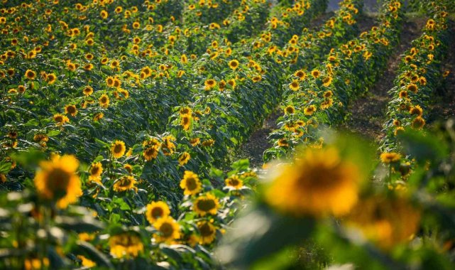 Kahramankazan Belediyesi'nden çiftçilere yüzde 75 hibeyle yağlık ayçiçeği tohumu desteği