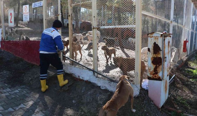 Kahramanmaraş'ta 80'in üzerinde yasaklı ırk köpek toplandı