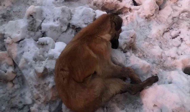 Kahramanmaraş'ta köpekler donarak öldü