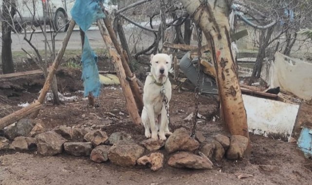 Kahramanmaraş'ta pitbull köpeğin sahibine para cezası