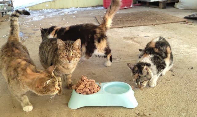 Kahramanmaraş'ta sokak hayvanlarına mama desteği