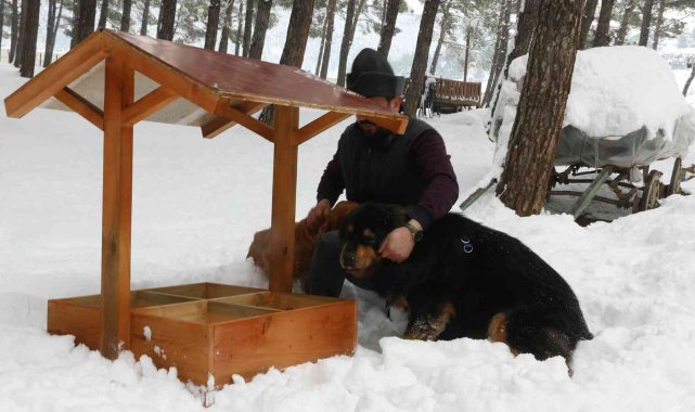 Kahramanmaraş'ta sokak hayvanlarına onlarca yeni yuva