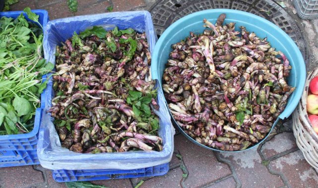 Kaldirik otu pazarda yerini aldı