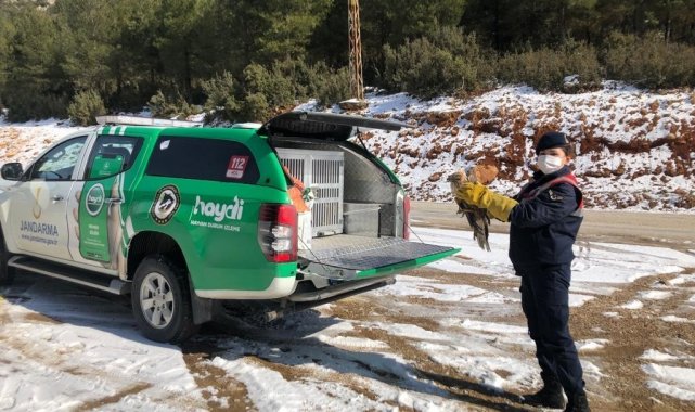 Kanadı kırık şahini jandarma ekipleri kurtardı