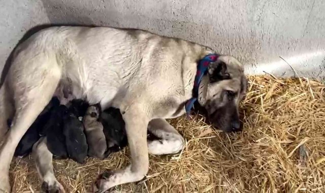 Kangal köpeği fırtınada doğum yaptı, sahibinin yaptığı yürekleri ısıttı