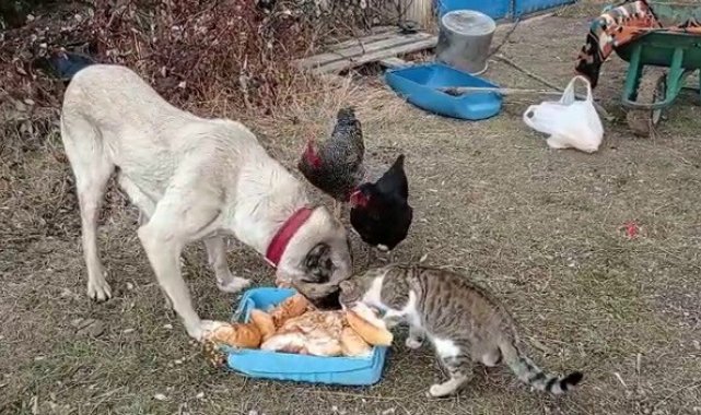 Kangal köpeğinin kediyle dostluğu yürekleri ısıttı