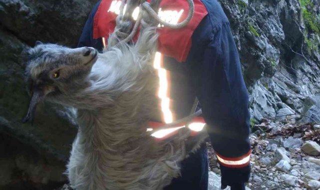 Kanyona düşen oğlak itfaiye tarafından kurtarıldı