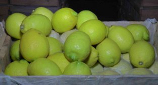 Kapadokya, Akdeniz bölgesinde yetiştirilen limona 'yataklık' ediyor