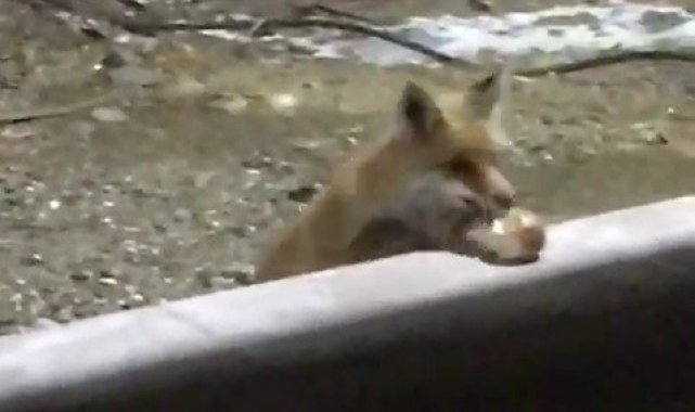 Kapısına gelen tilkileri boş göndermiyor