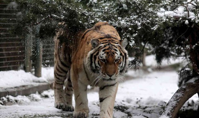 Kar altında hayvanların kartpostallık görüntüleri