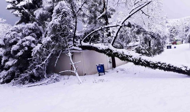 Kar, Kdz. Ereğli'de onlarca ağacı devirdi, dallarını kırdı