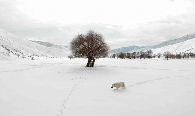 Kar şaşkınlığı yaşayan köpeğin sevimli halleri